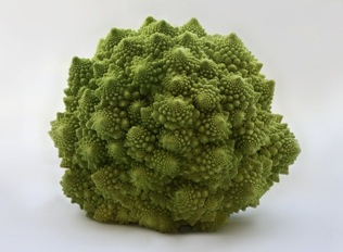 Romanesco_Brassica_oleracea_Richard_Bartz_Thumbnail