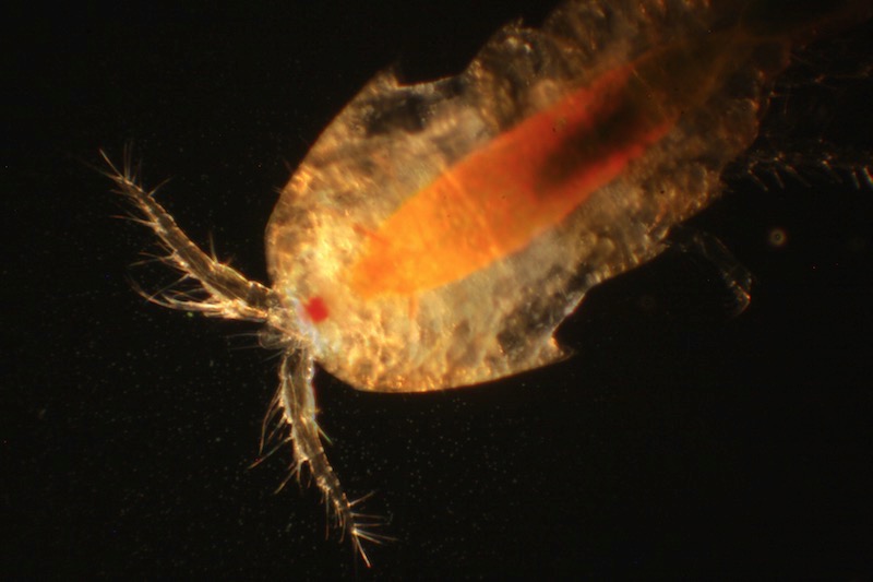 Copepode Tisbe