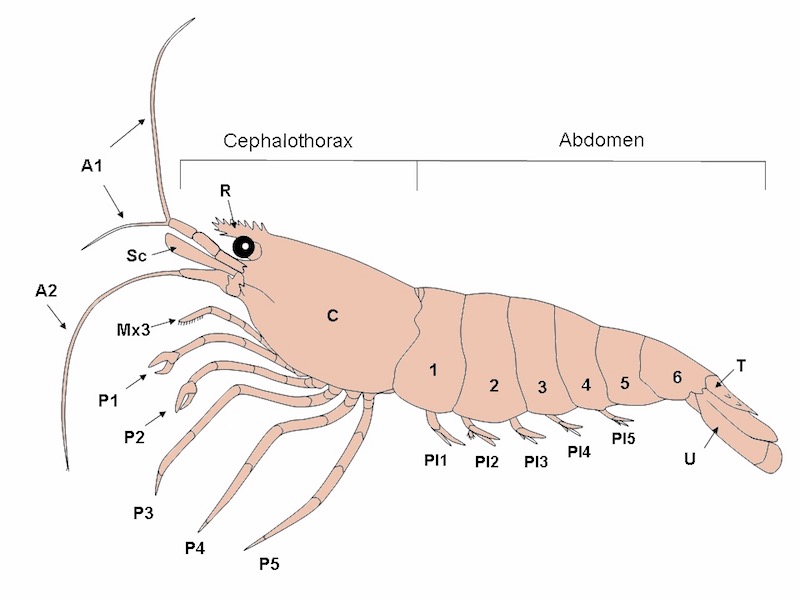 Anatomy_of_a_shrimp_3