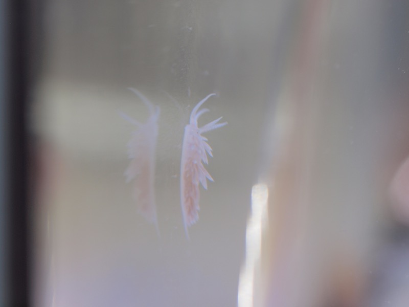 P2082370