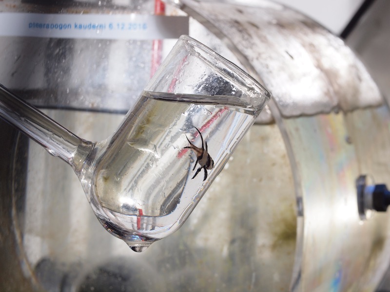 Pumpe Wasser in Flaschen Absaugung Automatisches elektrisches Trinken