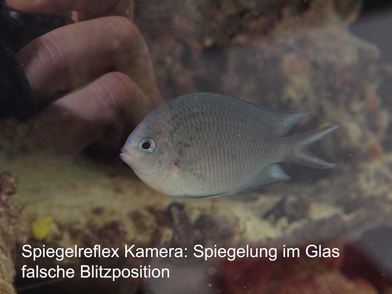 Spiegelreflex Kamera PA207532