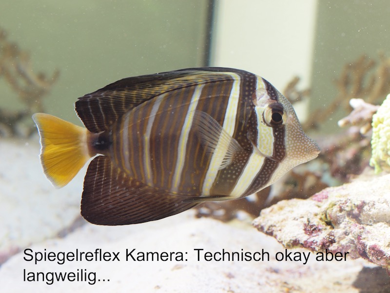 Spiegelreflex Kamera PA207533