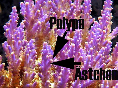 Acropora 1