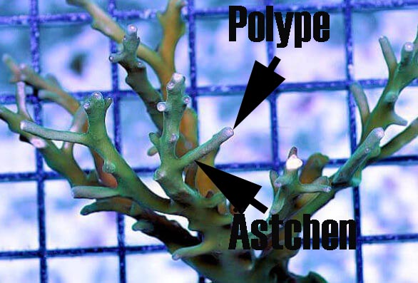 Acropora 2